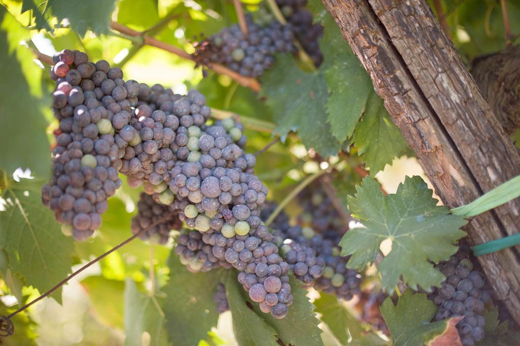 Podere Il Poggiolo Понтасиеве Екстериор снимка